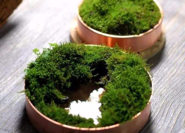 青苔不起眼如何做出好看的盆景？学会3招，造型瞬间美了不少