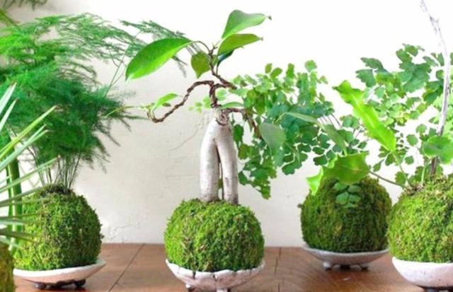 青苔不起眼如何做出好看的盆景？学会3招，造型瞬间美了不少