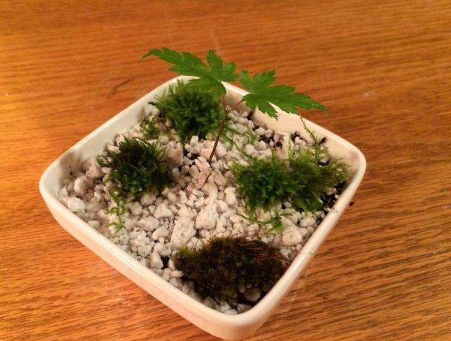 青苔不起眼如何做出好看的盆景？学会3招，造型瞬间美了不少