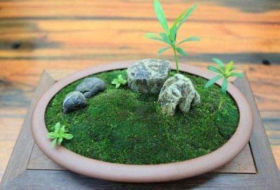 ​青苔不起眼如何做出好看的盆景？学会3招，造型瞬间美了不少