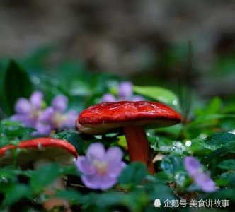 ​大山上的这种野生植物，很矮小，请别踩到“它”，记得要拔回家！