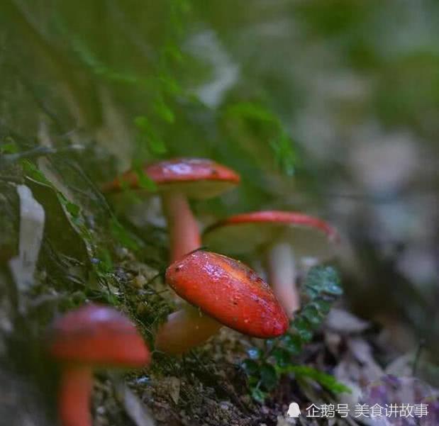 大山上的这种野生植物，很矮小，请别踩到“它”，记得要拔回家！