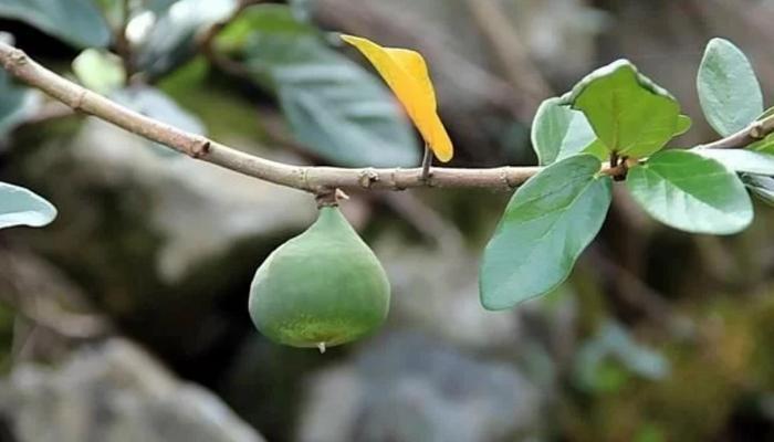 沿着墙壁生长的水果，野生数量根本供不应求，农民却都不愿意种