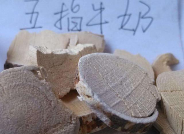周末和朋友上山挖五指牛奶，号称“广东人参”若是见到请珍惜！