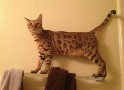 ​村民捡到的两只野生小豹猫，属于国家二级保护动物，身价天万