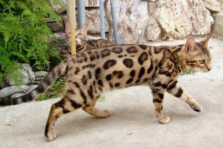 村民捡到的两只野生小豹猫，属于国家二级保护动物，身价天万