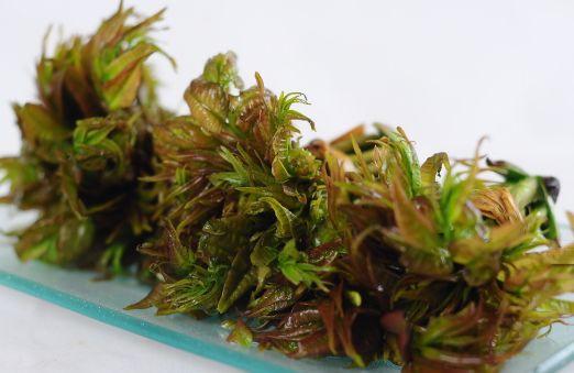 香椿好吃不易保存？教你保存香椿的3个小妙招，保证保存时间长