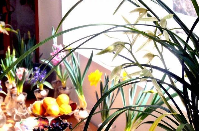 这兰花原本来自大山，被人发现当成“高价兰”，花型姿态确实风雅