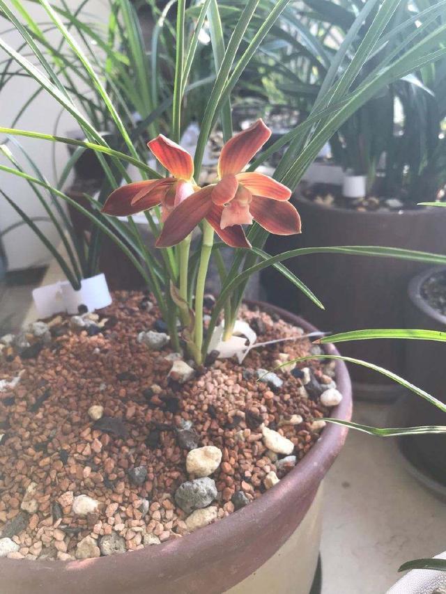 这兰花原本来自大山，被人发现当成“高价兰”，花型姿态确实风雅