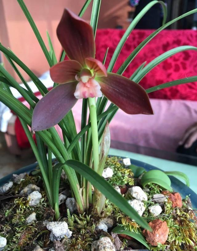 这兰花原本来自大山，被人发现当成“高价兰”，花型姿态确实风雅