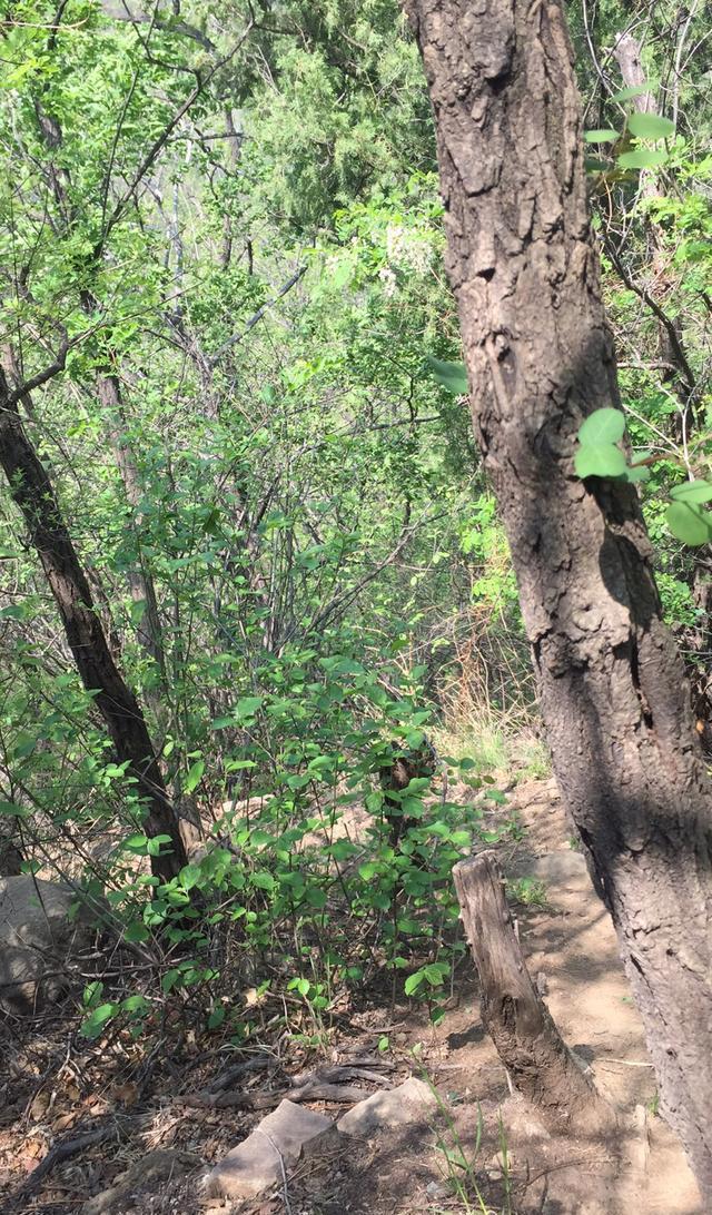 邹平鹤伴山游记