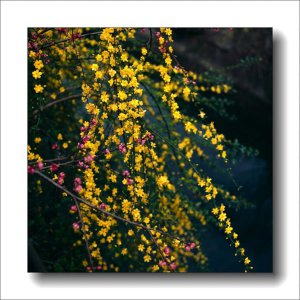 ​地栽迎春花多少天浇次水