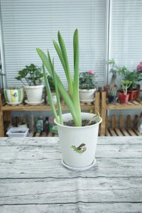 ​风信子花能养多久