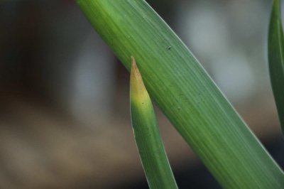 ​风信子的土培养殖方法