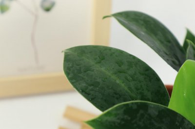 ​金钻和红钻有毒吗，有什么区别？
