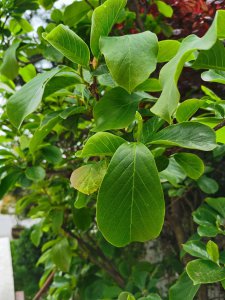​玉兰苗种植方法