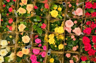 ​月季花的施肥方法