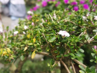 ​六月雪的花语和传说