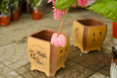 ​宝莲灯什么时候开花