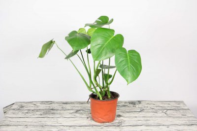 ​龟背竹叶子能活多久