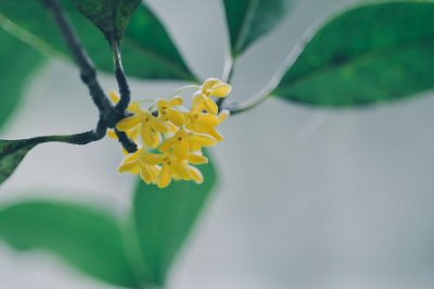 ​家里为什么不能种桂花