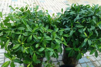 ​平安树和幸福树的区别
