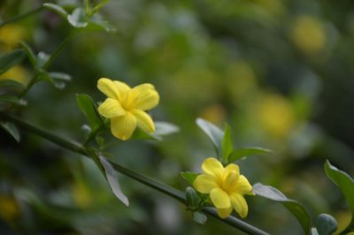 ​迎春花怎么修剪
