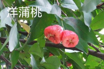 ​洋蒲桃和蒲桃的区别