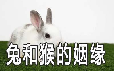 1987男兔1992女猴配吗 属兔的男性和属猴的女性婚姻好吗
