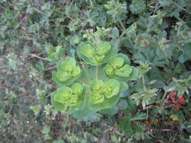 常见植物名称大全:所有多肉植物名称大全，及图片