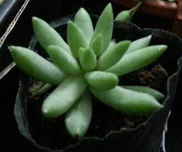 常见植物名称大全:植物类花草类名称大全