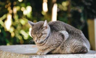 ​中华田园猫丨玳瑁猫的过去与现状