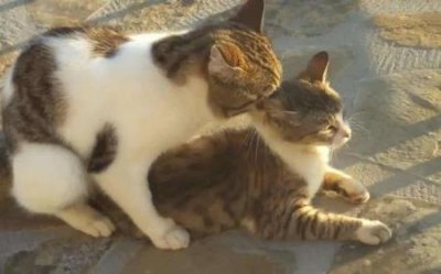 ​四川训犬师培训？四川训犬学校