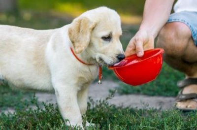 ​东北猎犬智商东北的猎犬