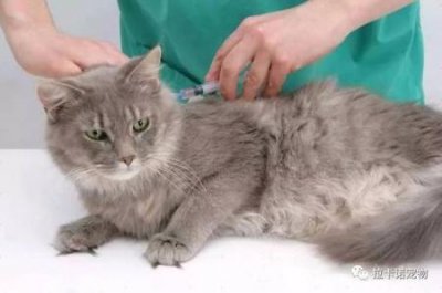 ​猫冬天发春吗？猫冬天生殖吗？