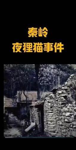 陕西夜狸猫事件（陕西夜狸猫事件经过）