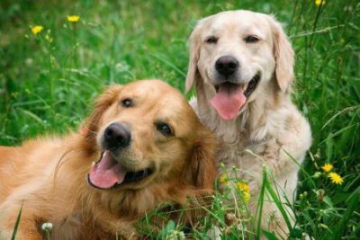 ​什么犬凶猛什么犬凶猛食量小