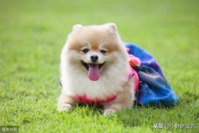 ​番禺宠物狗市场番禺哪里有卖宠物狗
