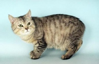 ​如何快速让猫不叫春？采取一些办法来缓解它的发现行为