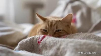 ​猫能自己在家呆一个月吗？一个月不在家猫咪怎么办？