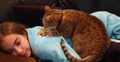 ​公母猫怎么区分猫怎么辨认公母