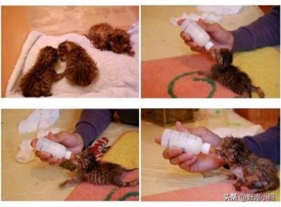 ​猫咪一天喝多少水是正常的猫猫一天要喝多少水
