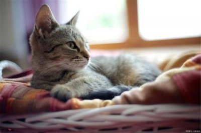 ​猫咪体温多少度算发烧？如何为猫咪测量体温？超详细教程来了