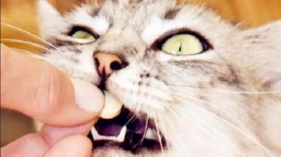 ​狗狗水泄吃什么药？狗狗水样腹泻