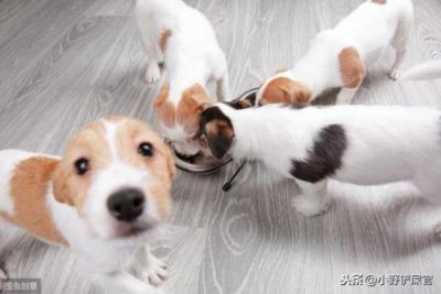 ​巴哥犬跟法斗犬，巴哥犬跟法斗犬哪个好？