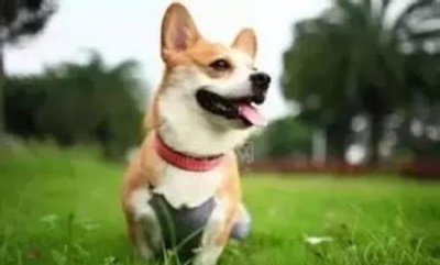 ​昆明柴犬犬舍昆明柴犬多少钱一只