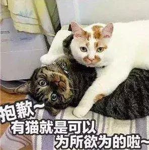 家养的猫和宠物猫有什么区别（你居然还不知道你家主子是公是母） 2