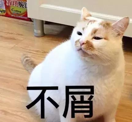 家养的猫和宠物猫有什么区别（你居然还不知道你家主子是公是母） 13
