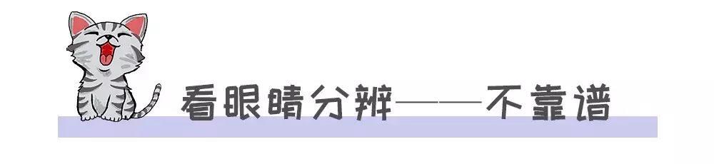 家养的猫和宠物猫有什么区别（你居然还不知道你家主子是公是母） 4