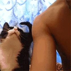 家养的猫和宠物猫有什么区别（你居然还不知道你家主子是公是母） 11